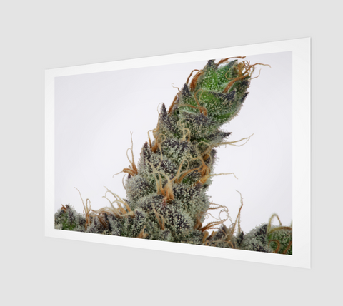 Cactus Breath Art Print 2 - Kushector - Series 1
