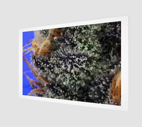 Cactus Breath Art Print 3 - Kushector - Series 1