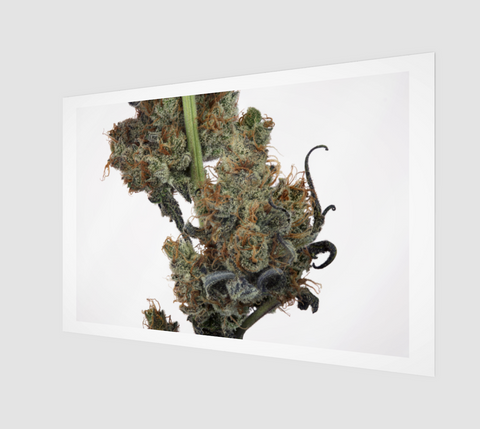 Cactus Breath Art Print 5 - Kushector - Series 1