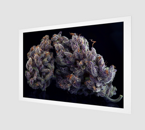 Runtz x Menthol Art Print 5 - Kushector - Series 1